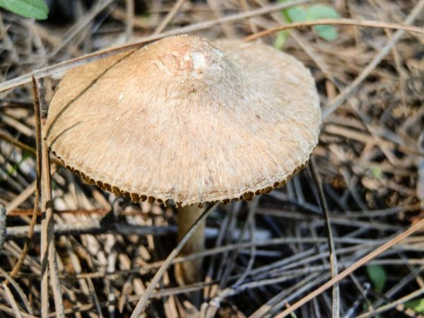 Ядовитая рядовка — главные отличия от съедобного гриба