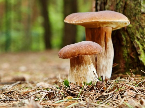 Белый гриб можно встретить в любом лесу