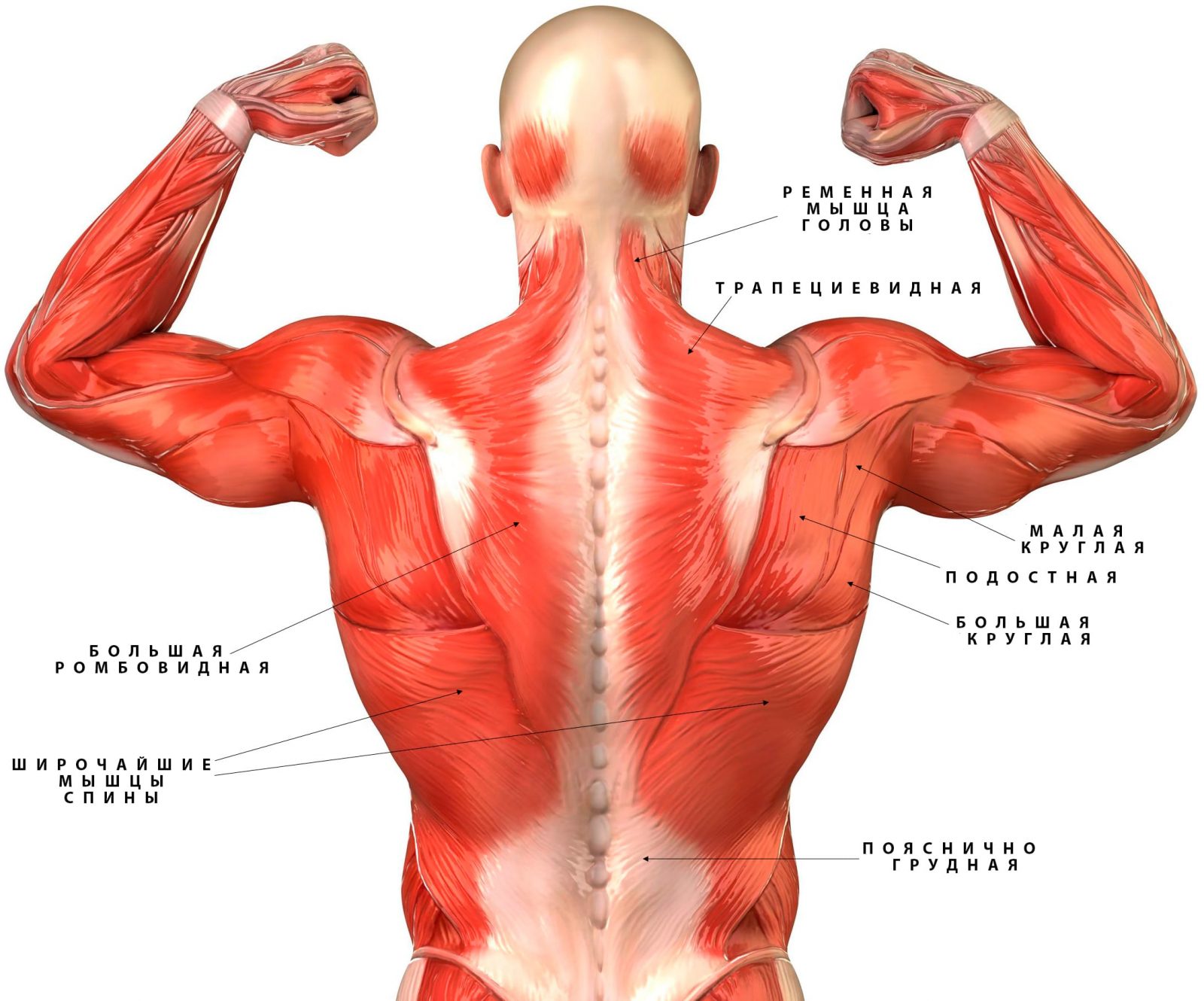 Анатомия скелетных мышц спины человека