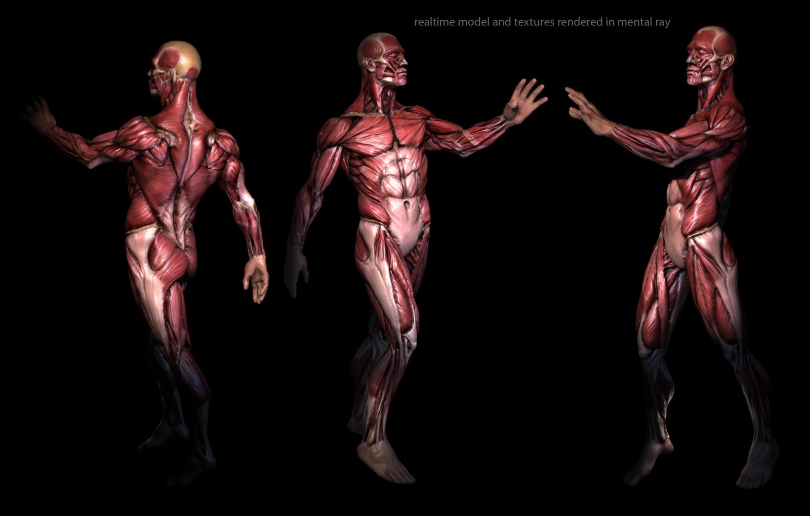 Скелетные мышцы (фигура человека) на черном фоне