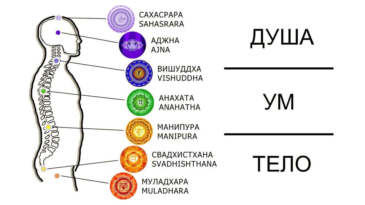 Цвет органов человека. Чакры сбоку. Чакры с описанием таблица. Чакры эмоции чувства. Нумерация чакр.