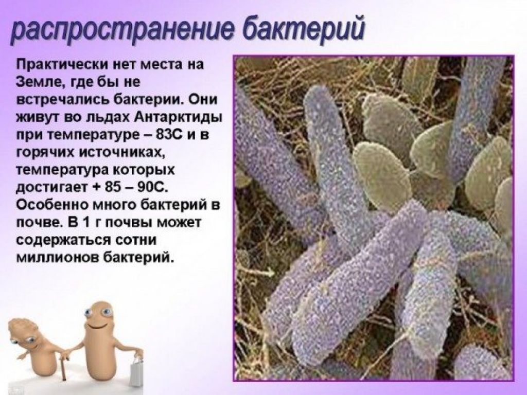 Сообщение по биологии бактерии. Распространение бактерий 5 класс биология. Распространение бактерий в природе. Интересные факты о микроорганизмах. Распространение бактерий и грибов.