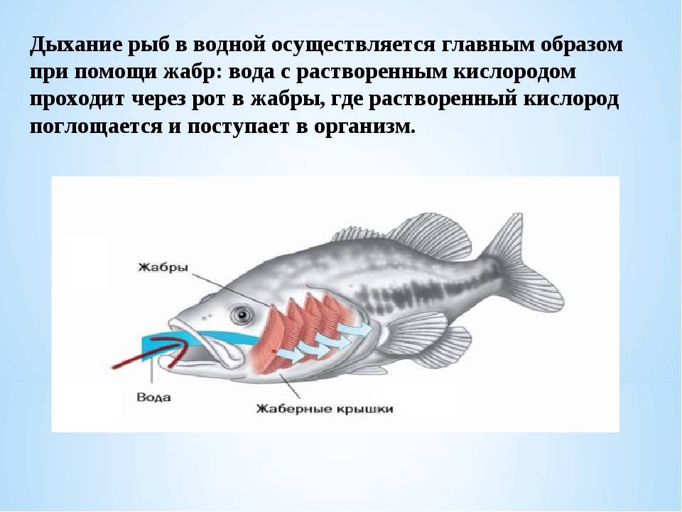 Речной рак дышит при помощи жабр растворенный. Дыхательная система рыб для 4 класса. Дыхательная система рыб жабры. Органы дыхания рыб 3 класс. Чем дышат рыбы.
