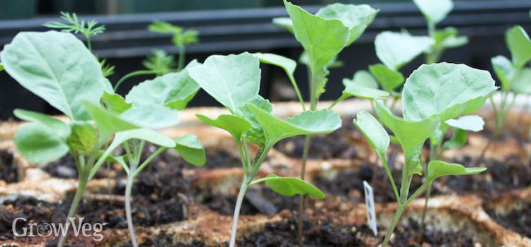 https://s3.eu-west-2.amazonaws.com/growinginteractive/blog/brassica-seedlings-2x.jpg