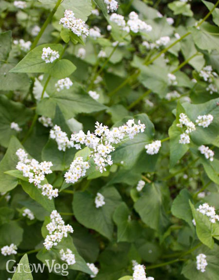 Buckwheat