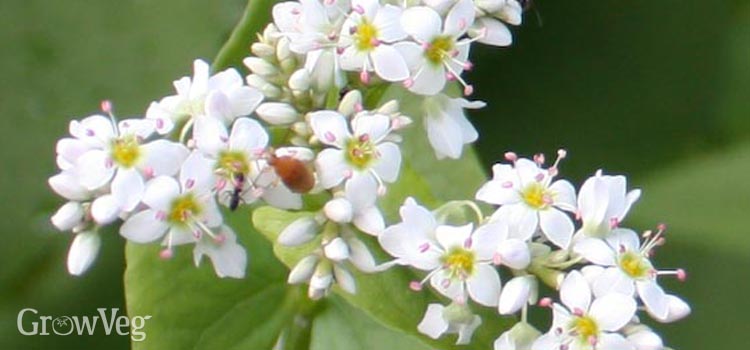 https://s3.eu-west-2.amazonaws.com/growinginteractive/blog/buckwheat-blossoms-2x.jpg