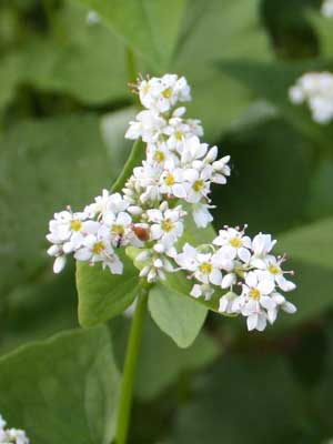 Buckwheat