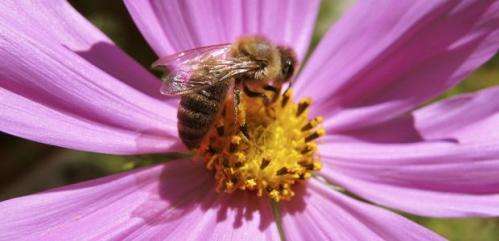 Honeybees play a vital role in the agricultural industry