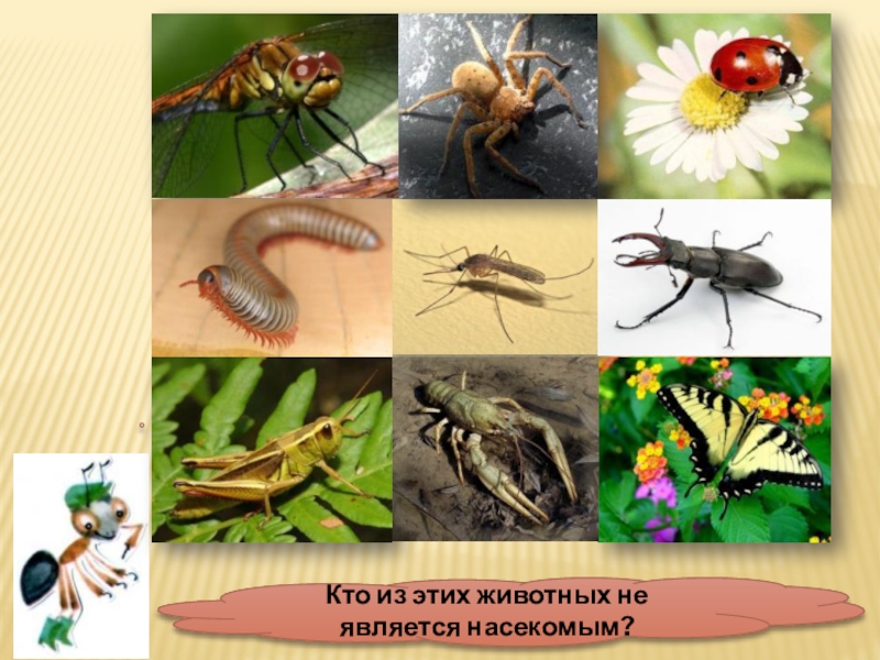 Занятие по окружающему миру насекомые. Окружающий мир тема насекомые 1 класс школа России. Группа животных насекомые. Окружающей мир насекомые. Насекомые презентация.