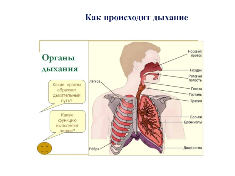 Дыхание происходит через. Как происходит дыхание. Как происходит дыхание у человека. Как происходит процесс дыхания. Легкие как происходит дыхание.