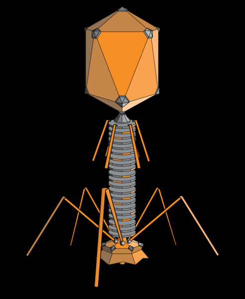 Внешний вид вируса-бактериофага