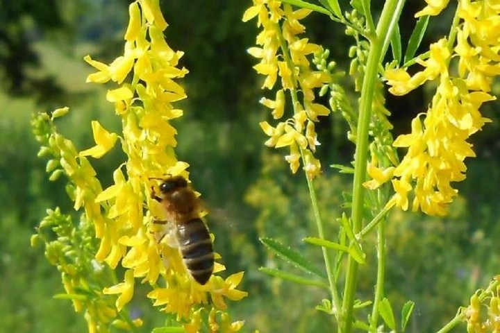 Пчела на цветах