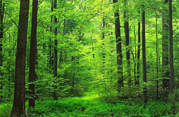 Широколиственные леса