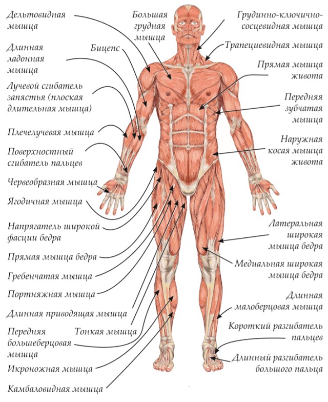 Анатомия человека с описанием картинки