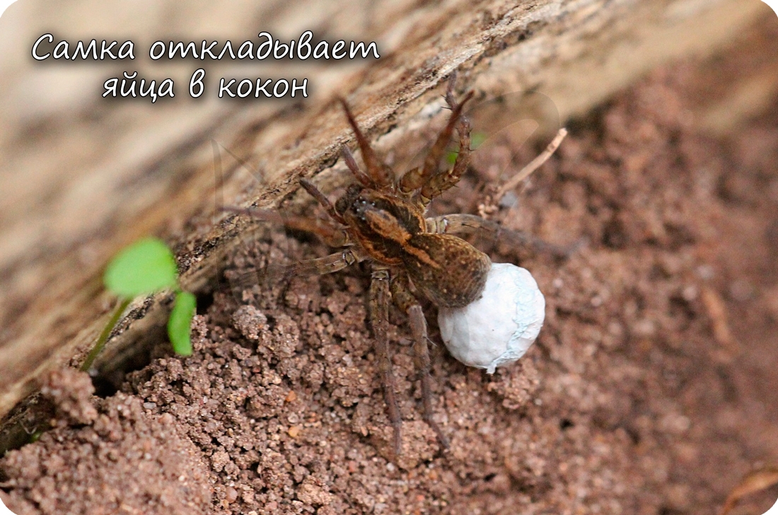 Откладывание самкой паука яиц в кокон