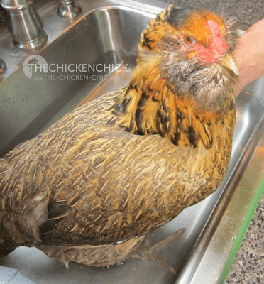 Put the hen in a tub of warm water for 15-20 minutes, which will hydrate her vent and relax her, making it easier to pass the egg.