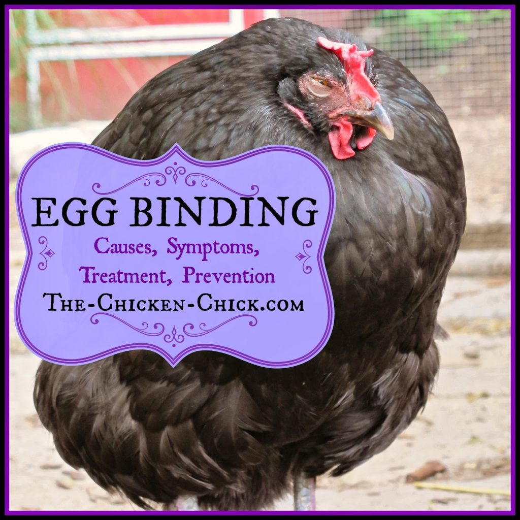 When a hen has an egg stuck inside her oviduct, she is referred to as being egg-bound. Egg-binding can be a life-threatening condition that must be addressed quickly, preferably by a seasoned, chicken veterinarian. If the egg is not passed within 24-48 hours, the hen is likely to perish. Absent access to a vet, backyard chicken-keepers may have to take matters into their own hands in order to save the hen
