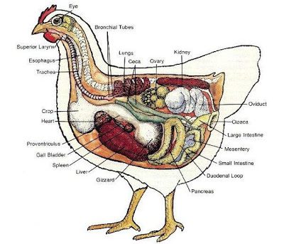 An overview of a hen