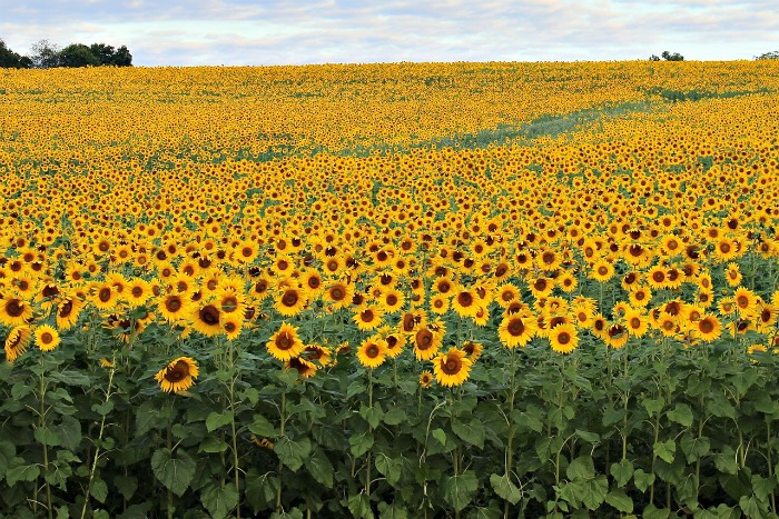 Perennial sunflowers can take over a field