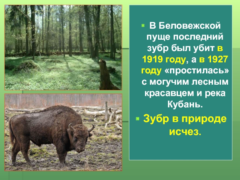 Беловежская пуща презентация для дошкольников