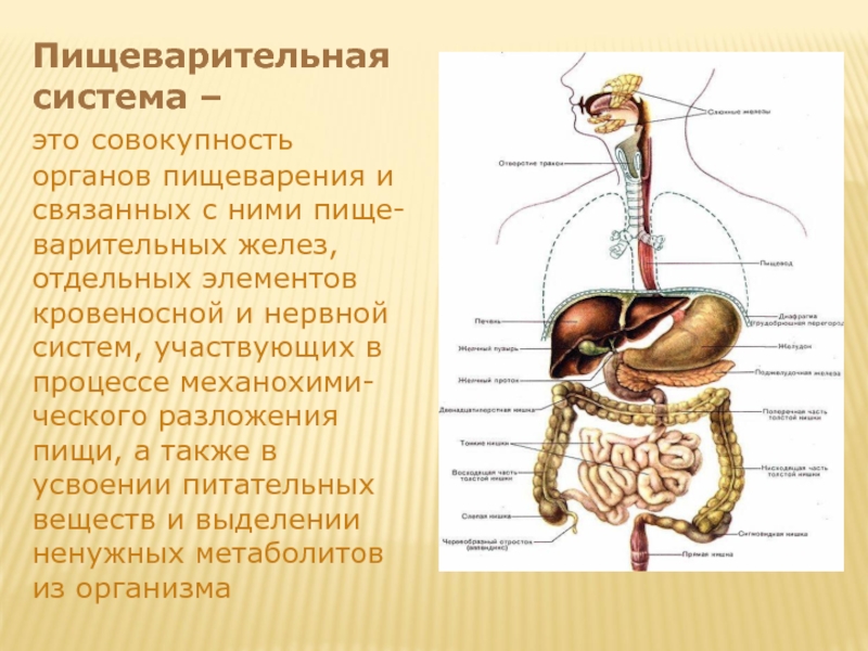 Назови органы пищеварения. Рис 91 система органов пищеварения. Пищеварительная система человека анатомия. Органы пищеварительной системы система анатомия. Пищеварительная система человека переваривание.