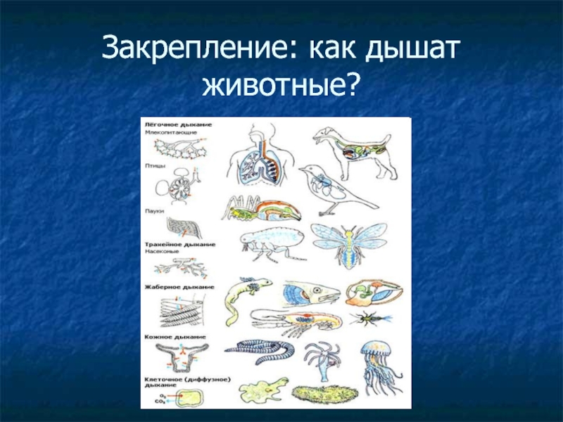 Урок дыхание животных. Как дышат животные. Кто как дышит. Как дышат животные и человек. Реферат как животные дышат.