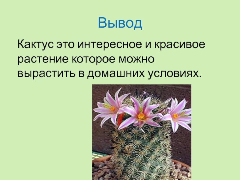 Рассказ про кактус 2 класс. Кактус вывод. Кактус для презентации. Заключение про кактусы. Доклад про Кактус.