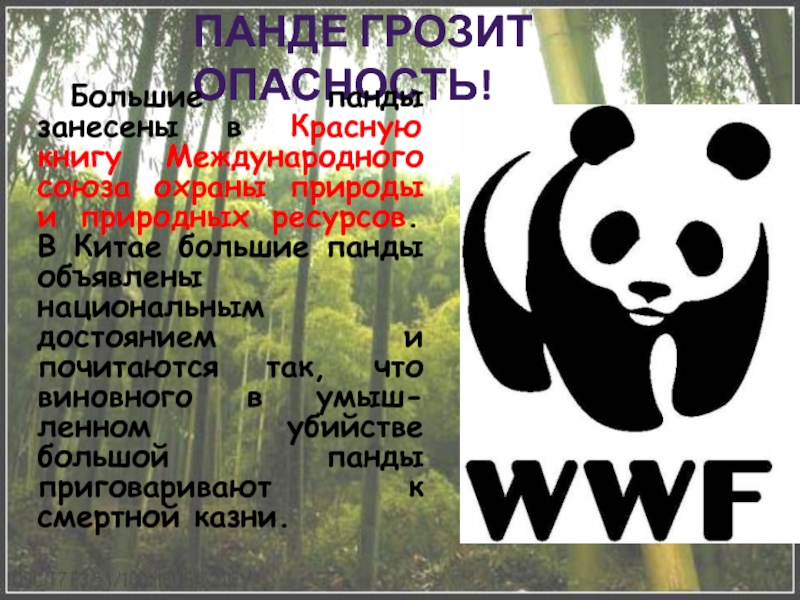 Какие панды занесены в красную книгу. Рассказ о большой панде. Панда красная книга. Панда за Нисина в красную книгу. Манта щанесина в красную книгу?.