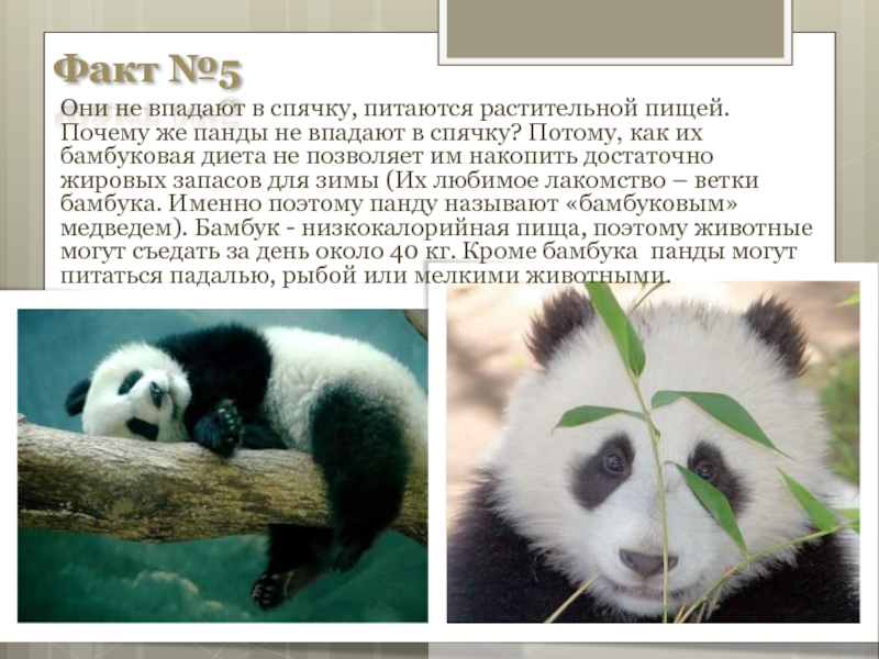 Включи где панда. Факты о пандах. Интересное о пандах для детей. Самые интересные факты о пандах. Интересная информация о панде.