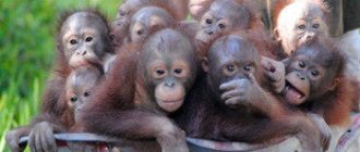 15 детенышей обезьян пытались ввезти в Россию