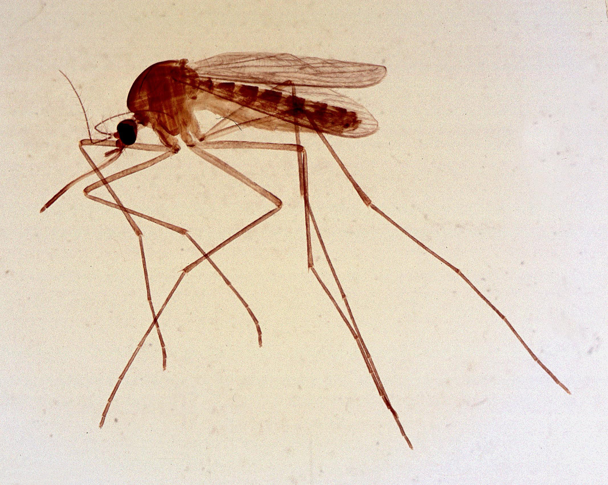 Малярийная муха. Насекомое малярийный комар. Кулекс пипиенс. Малярийный комар самец. Малярийный Москит.