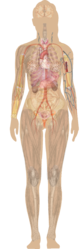 Female shadow anatomy without labels.png