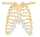 Human body diagrams - adding line to human body image with organs.png