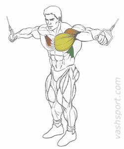 Сведение рук в кроссовере через верхние блоки Сведение рук в кроссовере через верхние блоки