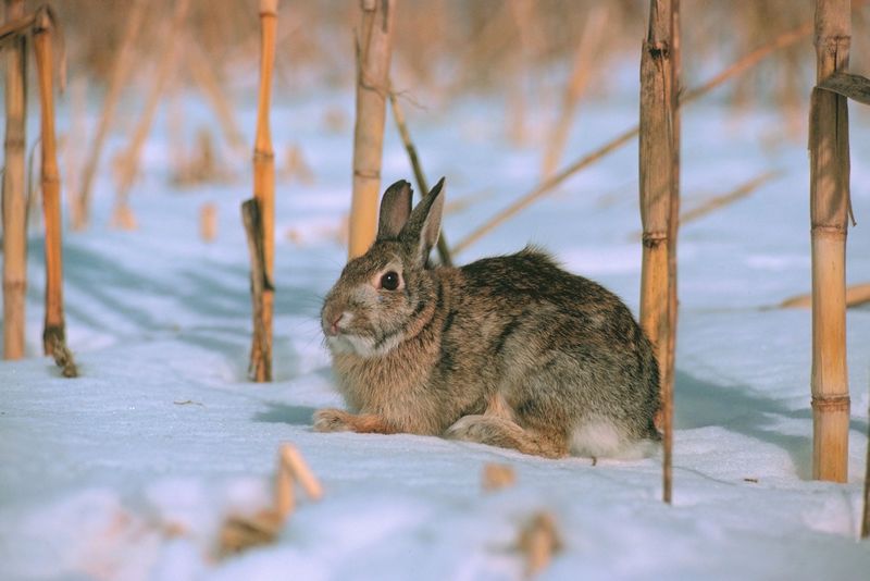 Заяц осенью и зимой. Дикий заяц зимой. Зайцы в дикой природе зимой. Заяц в осеннем лесу. Заяц Вологодской области.