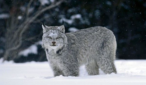 Фото: Канадская рысь зимой