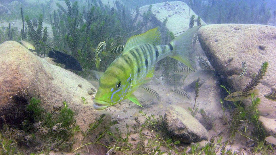 Рыбы озера танганьика. Boulengerochromis microlepis. Биотоп озера Танганьика. Фауна озера Танганьика.