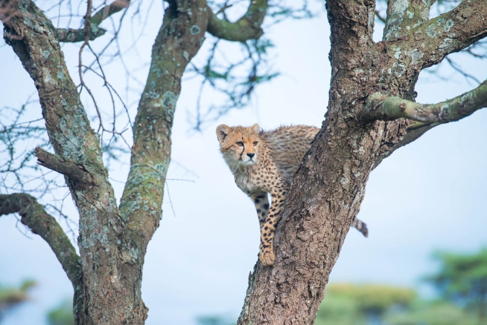 cheetah in the serengeti big cats