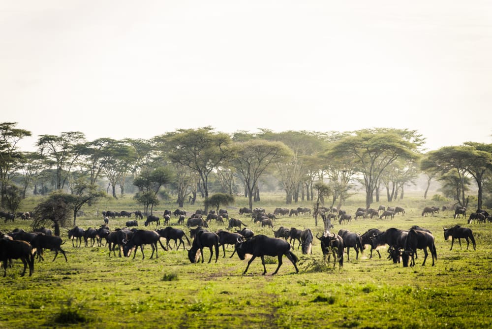 green season safari wildebeest migration