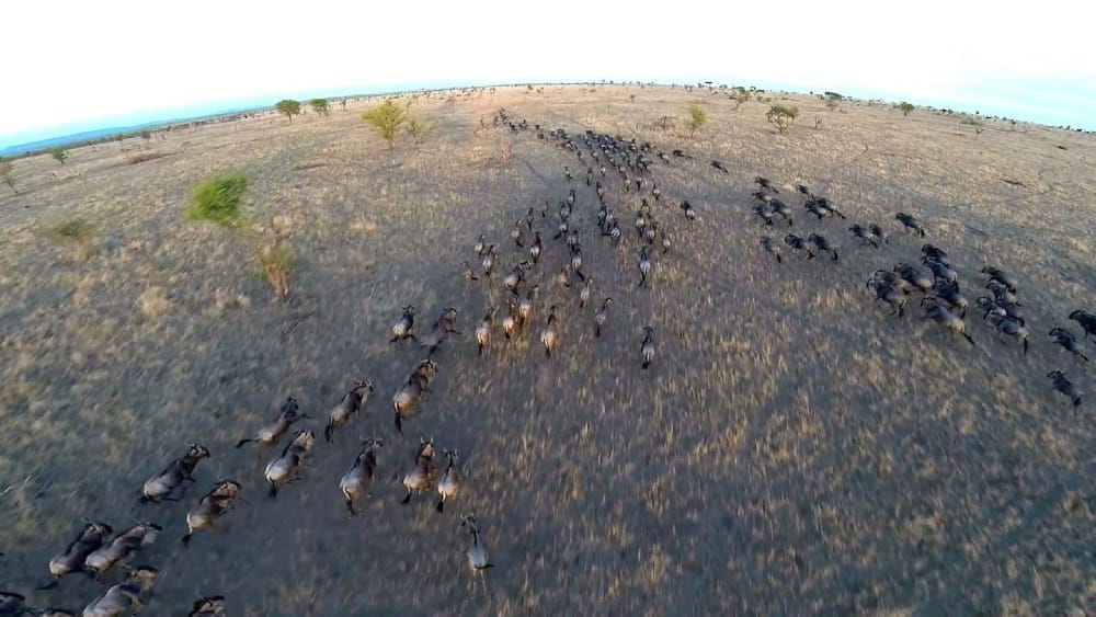 drone footage of the wildebeest migration