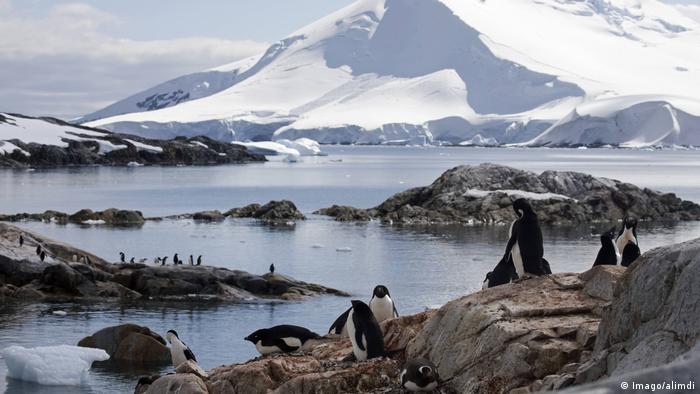 Penguins in an Antarctic landscape
