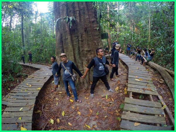 pohon kayu terbesar di indonesia, kayu terbesar indonesia