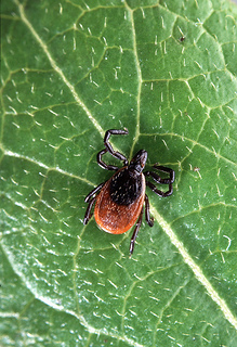 An adult deer tick (Ixodes scapularis) sits on a leaf. USDA photo by Scott Bauer.