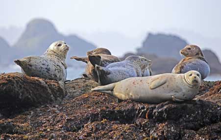 A population of seals lay atop a seaward facing rock.
