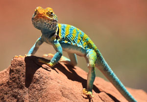 A multi-color reptile stands atop a red clay mound.