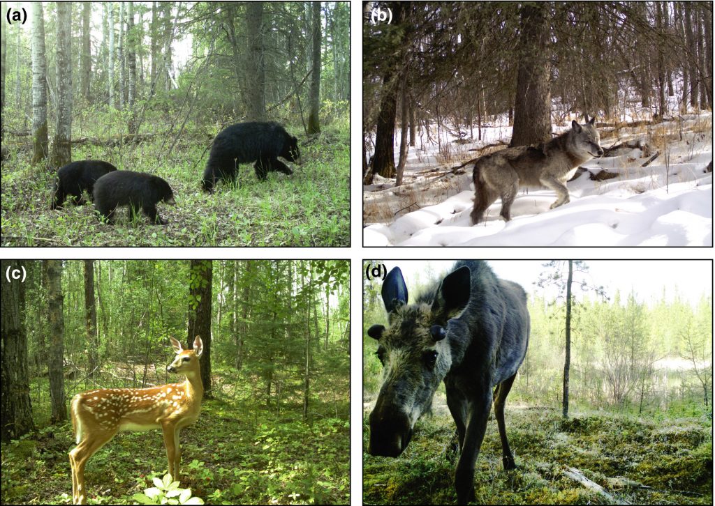 Deer, elk and bear are some of the images captured on this collage.