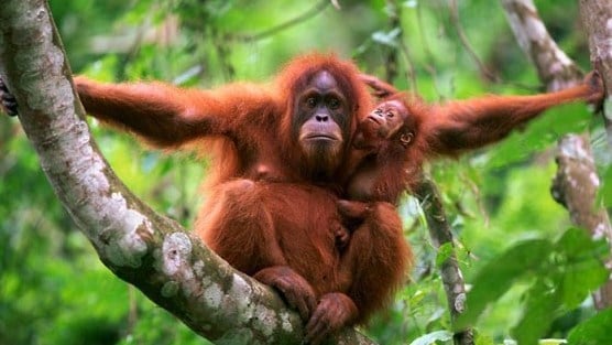 orangutansumatra-faunadanflora