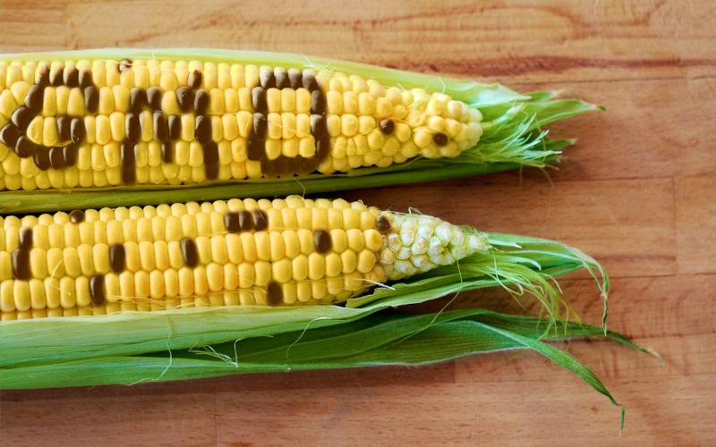 Что такое ГМО продукты, как они влияют на организм