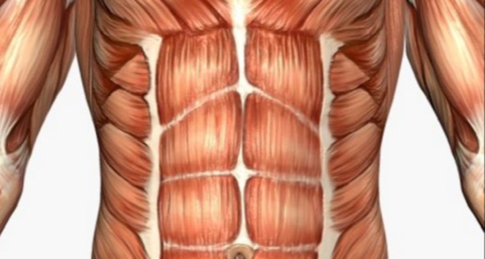 Сильные мышцы живота. Брюшные мышцы. Брюшные мышцы живота. Анатомия брюшных мышц. Мышцы живота анатомия.