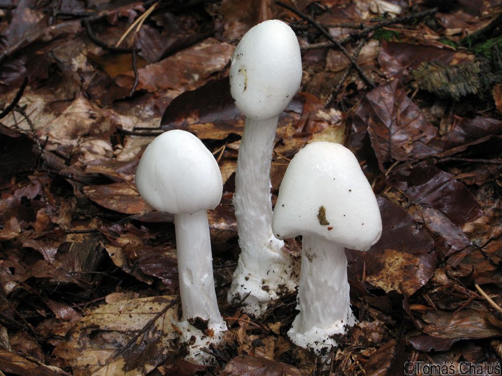 Какие грибы похожи на поганки. Бледная поганка Луговая. Бледная поганка гриб. Бледная поганка Степная. Бледная поганка белая.